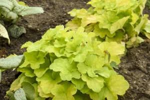 Heuchera 'Pistachio Ambrosia' New 2023